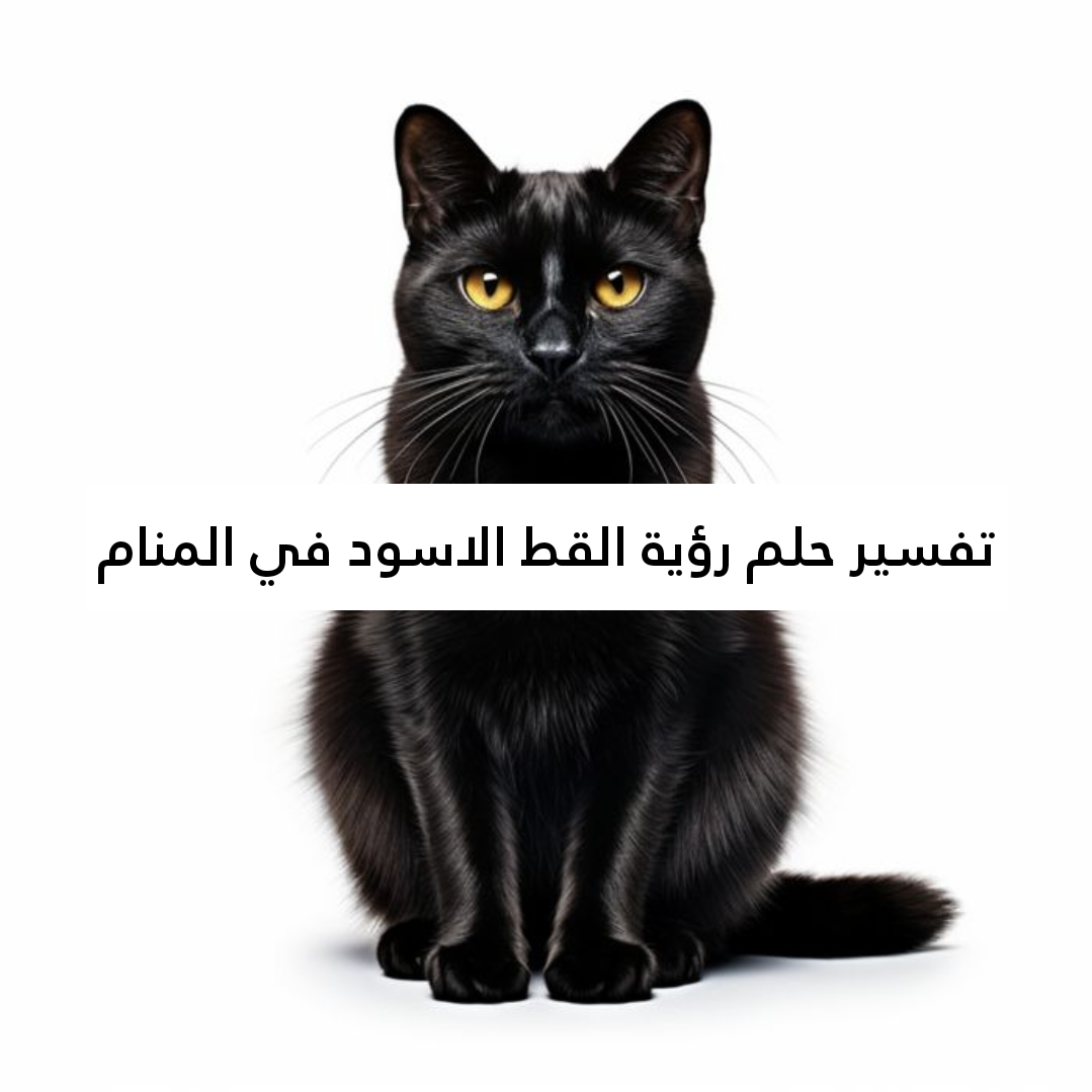 تفسير حلم رؤية القط الاسود في المنام