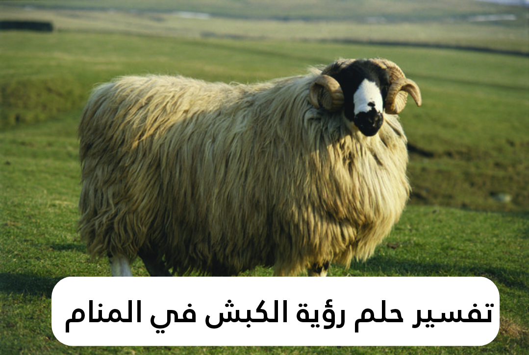 تفسير حلم رؤية الكبش في المنام 