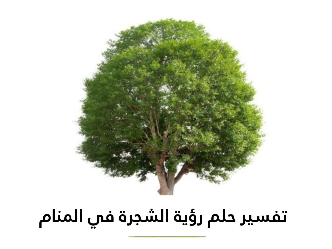 تفسير حلم رؤية الشجرة في المنام