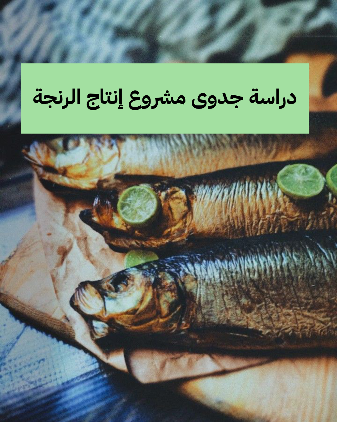 دراسة جدوى مشروع إنتاج الرنجة